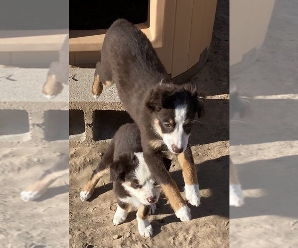 Medium Photo #12 Miniature Australian Shepherd Puppy For Sale in FORT MORGAN, CO, USA