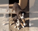 Small #11 Miniature Australian Shepherd