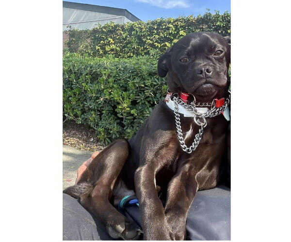 Medium Photo #1 Pug-Unknown Mix Puppy For Sale in San Diego, CA, USA