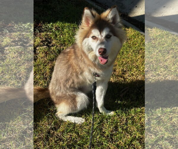 Medium Photo #10 Siberian Husky-Unknown Mix Puppy For Sale in Newport Beach, CA, USA