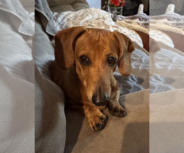 Medium Photo #3 Dachshund Puppy For Sale in Shelbyville, TN, USA