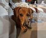 Small #2 Dachshund