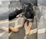 Small Photo #2 German Shepherd Dog Puppy For Sale in WEST MIFFLIN, PA, USA