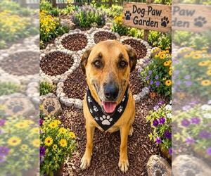 German Shepherd Dog-Unknown Mix Dogs for adoption in Globe, AZ, USA
