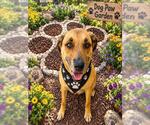 Small German Shepherd Dog Mix