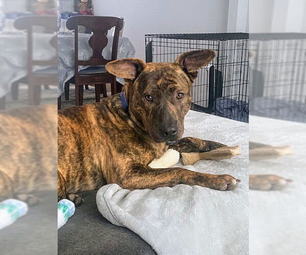 Medium Photo #4 Mountain Cur-Unknown Mix Puppy For Sale in Rockaway, NJ, USA
