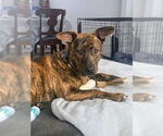 Small #3 Mountain Cur Mix
