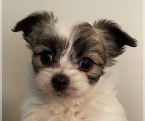 Malchi Puppy for sale in MARYSVILLE, IN, USA