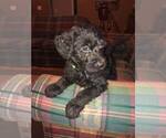 Small Photo #12 Labradoodle Puppy For Sale in STATESBORO, GA, USA