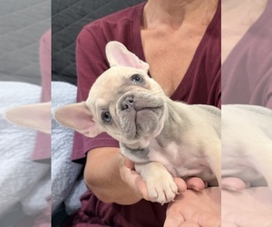French Bulldog Puppy for sale in HUNTSVILLE, TX, USA