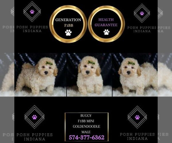 Medium Photo #6 Goldendoodle (Miniature) Puppy For Sale in WARSAW, IN, USA