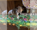 Small Photo #9 Bearded Collie Puppy For Sale in HEDGESVILLE, WV, USA