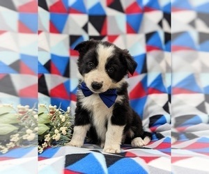 Border Collie Puppy for sale in KIRKWOOD, PA, USA