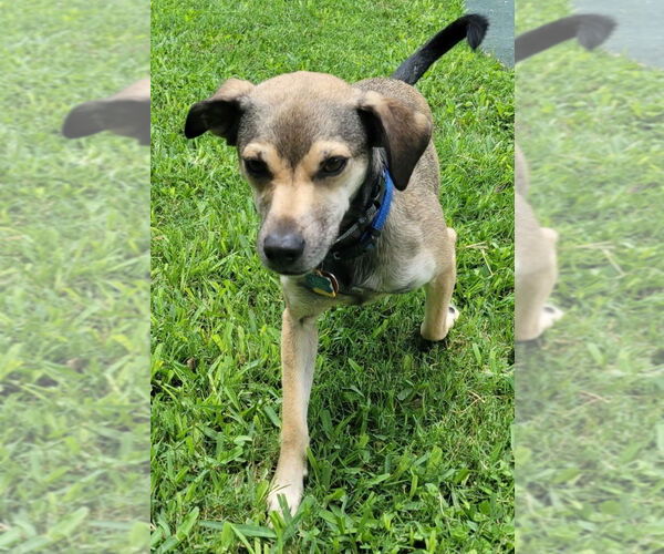 Medium Photo #1 Labradinger Puppy For Sale in San Antonio, TX, USA
