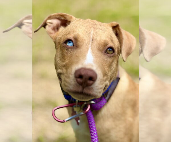 Medium Photo #1 Catahoula Leopard Dog-Unknown Mix Puppy For Sale in West Cornwall, CT, USA