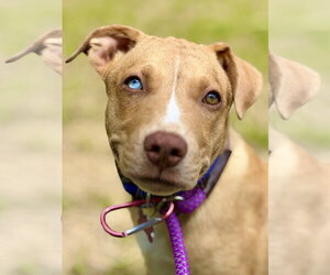Catahoula Leopard Dog-Unknown Mix Dogs for adoption in West Cornwall, CT, USA