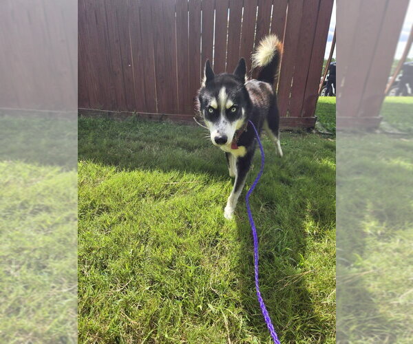 Medium Photo #1 Siberian Husky Puppy For Sale in Glen Allen, VA, USA