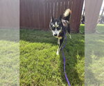 Small Siberian Husky