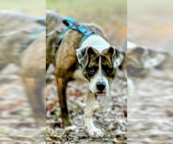 Medium Photo #3 Boxer-Unknown Mix Puppy For Sale in columbia, SC, USA