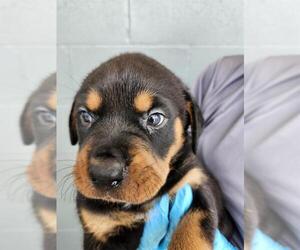Rottweiler Dogs for adoption in San Antonio, TX, USA