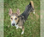 Small #4 Gerberian Shepsky