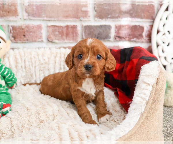 Medium Photo #17 Cavapoo (Miniature) Puppy For Sale in SYRACUSE, IN, USA