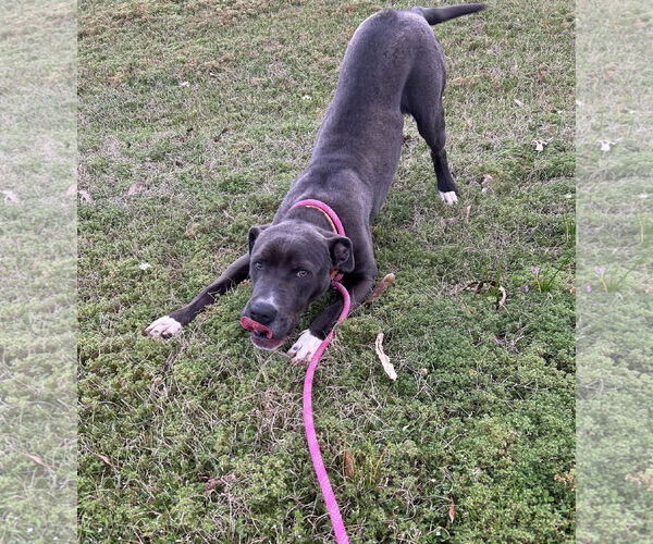 Medium Photo #2 American Pit Bull Terrier-American Staffordshire Terrier Mix Puppy For Sale in Monticello, MS, USA