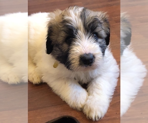 Medium Photo #3 Pyredoodle Puppy For Sale in DACULA, GA, USA