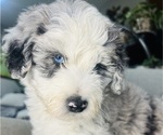 Small #7 Sheepadoodle