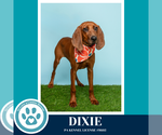 Small #4 Redbone Coonhound