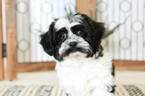 Small Photo #2 Zuchon Puppy For Sale in NAPLES, FL, USA