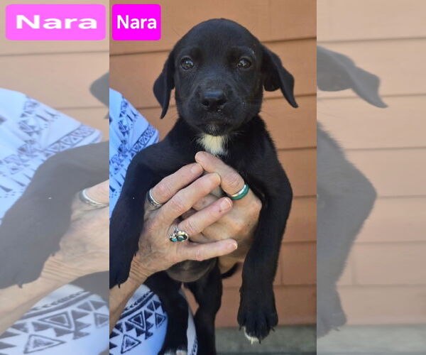 Medium Photo #2 Labrador Retriever-Unknown Mix Puppy For Sale in Alexander, AR, USA