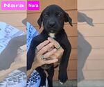Small #1 Labrador Retriever Mix