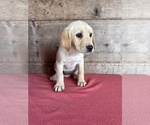 Small #2 Labrador Retriever