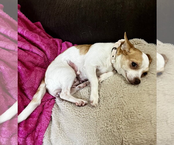Medium Photo #2 Chihuahua Puppy For Sale in The Woodlands, TX, USA
