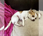 Small #1 Chihuahua