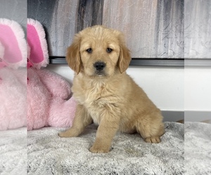 Golden Retriever Puppy for sale in FRANKLIN, IN, USA