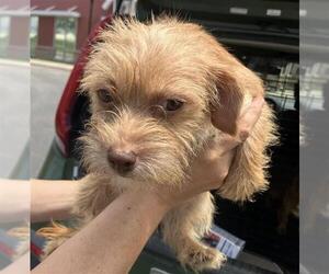 Chihuahua-Unknown Mix Dogs for adoption in San Antonio, TX, USA