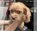 Small Chihuahua Mix