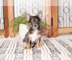 Small Photo #3 Chihuahua Puppy For Sale in NAPLES, FL, USA