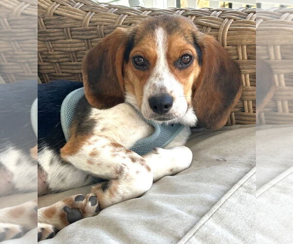 Medium Photo #4 Beagle Puppy For Sale in Dunnellon, FL, USA