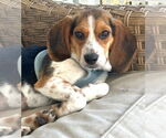 Small Photo #4 Beagle Puppy For Sale in Dunnellon, FL, USA