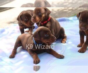 Doberman Pinscher Puppy for sale in DEEP GAP, NC, USA