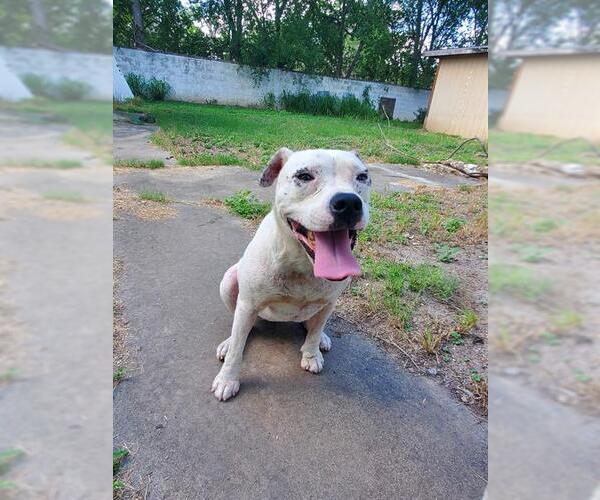 Medium Photo #1 American Staffordshire Terrier-Unknown Mix Puppy For Sale in San Antonio, TX, USA
