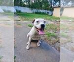 Small American Staffordshire Terrier Mix