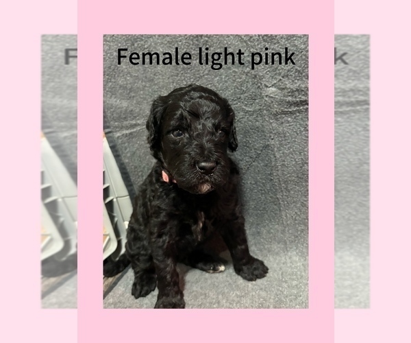 Medium Photo #12 Labradoodle Puppy For Sale in WILLISTON, SC, USA