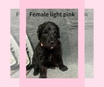 Puppy Light pink Labradoodle