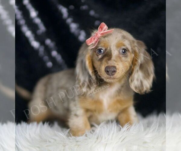 Medium Photo #4 Dachshund Puppy For Sale in WARSAW, IN, USA