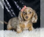Small #3 Dachshund