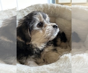 Ewokian Puppy for sale in MYRTLE BEACH, SC, USA